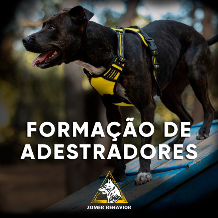 Curso de Formação de Adestradores | Zomer Behavior