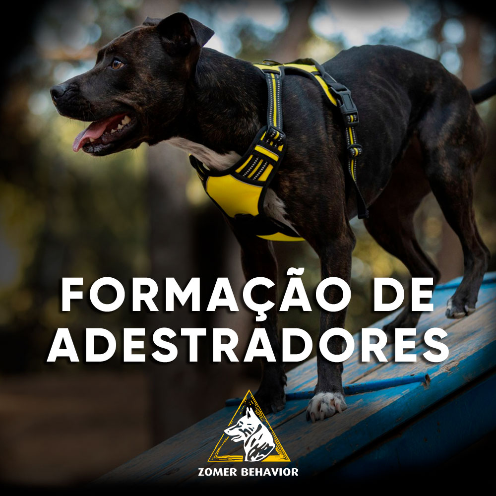 Curso de Formação de Adestradores | Zomer Behavior